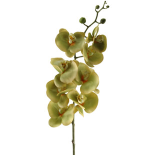 Green Orchid Faux Flowers You Ll Love In 2021 Wayfair