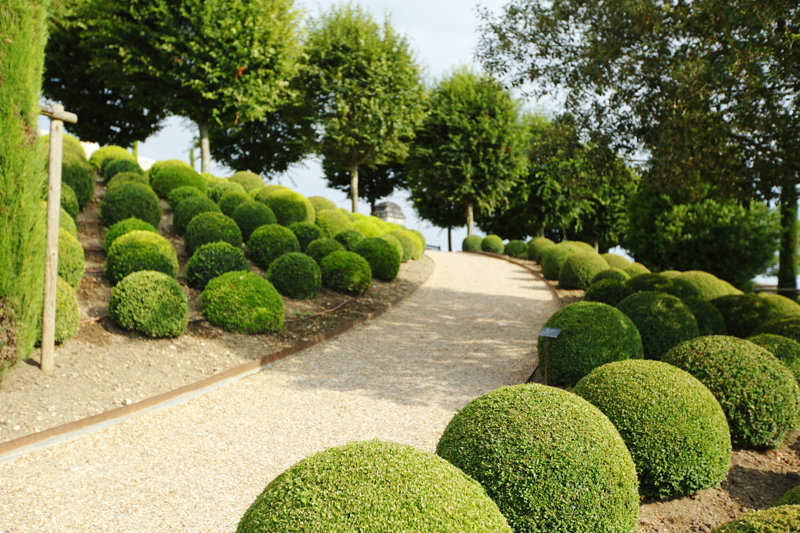 Murland Boxwood, Amboisen Park by - Wrapped Canvas Photograph Size: 8" H x 12" W
