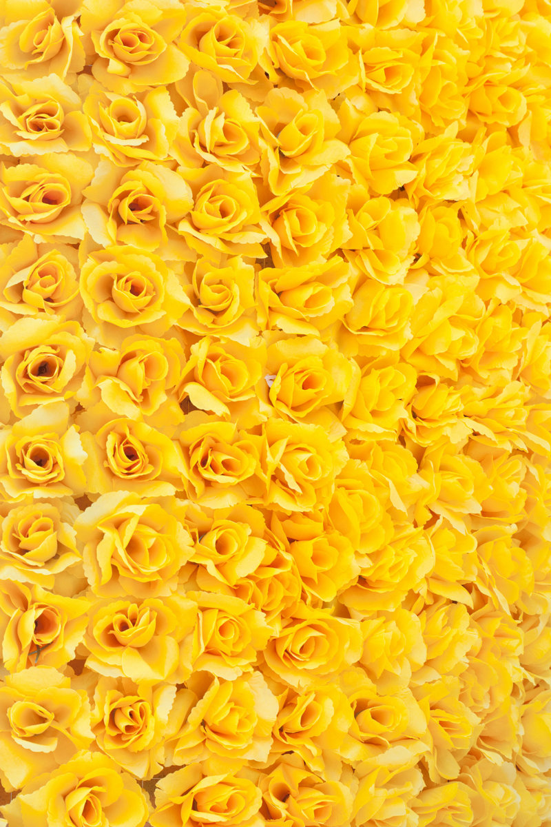 Yellow Rose Background by - Wrapped Canvas Photograph Size: 12" W x 18" H