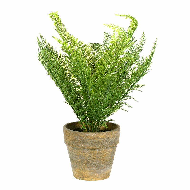 Millwood Pines Lace Fern Plant In Pot Wayfair