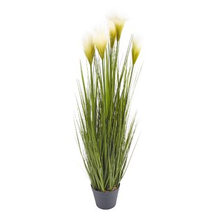 Feather Grass Plant In Pot By The Seasonal Aisle