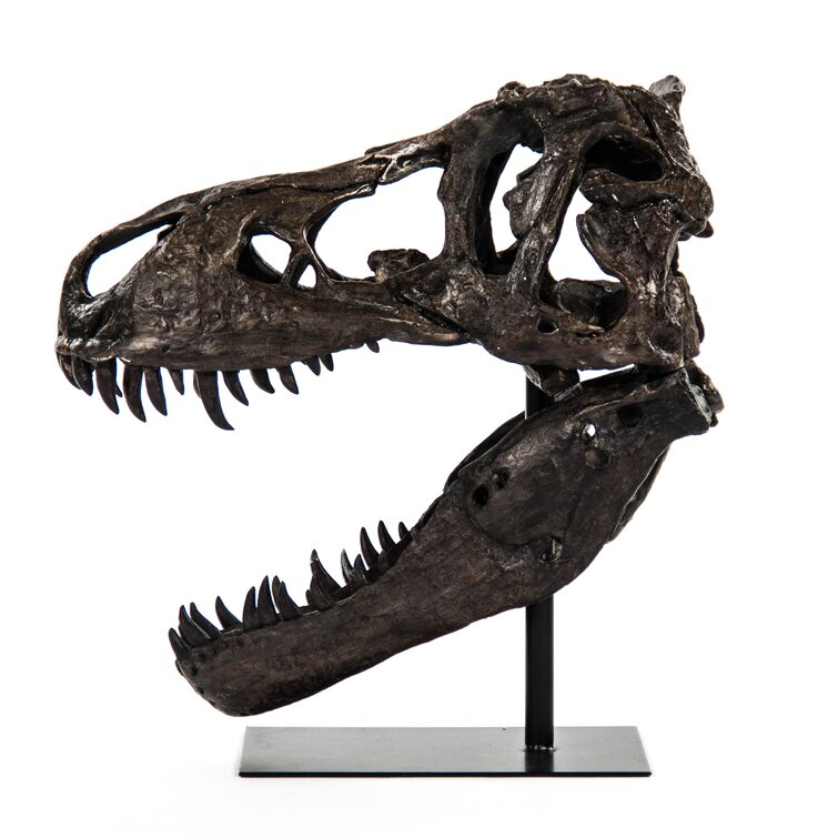 Zentique Dinosaur Skull With Base Reviews Wayfair Ca