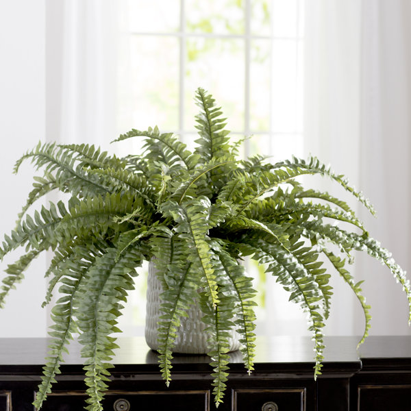 Artificial Boston Fern Wayfair Artificial Boston Fern Wayfair