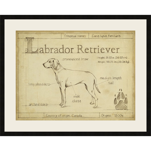 Labrador Retriever Wall Art Wayfair