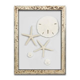Large Sand Dollar Wall Decor Wayfair