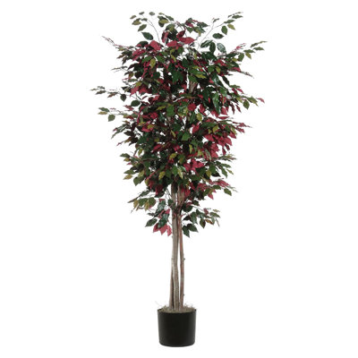 Alcott Hill Capensia Deluxe Ficus Tree in Pot