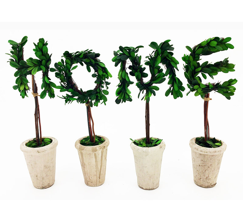 Winston Porter Meghans Real Preserved Boxwood Monogram Letter M Tree In Planter Wayfair