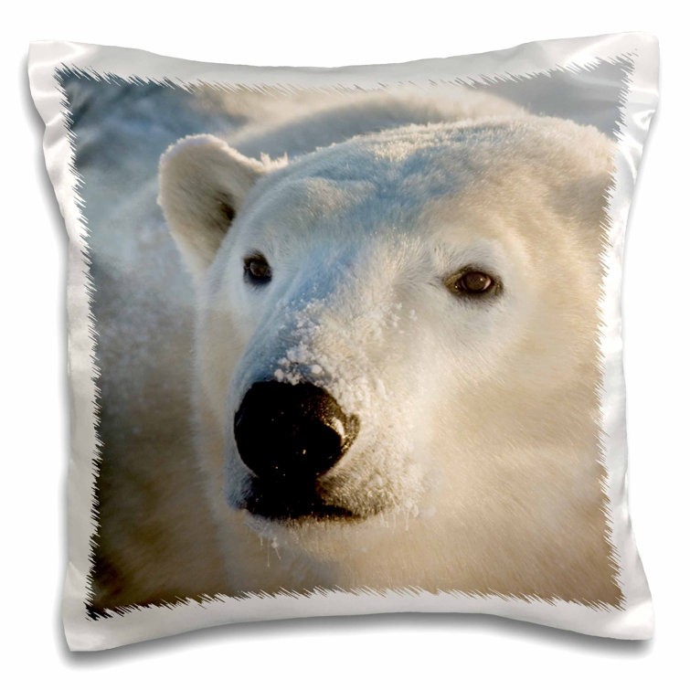 bear pillow canada
