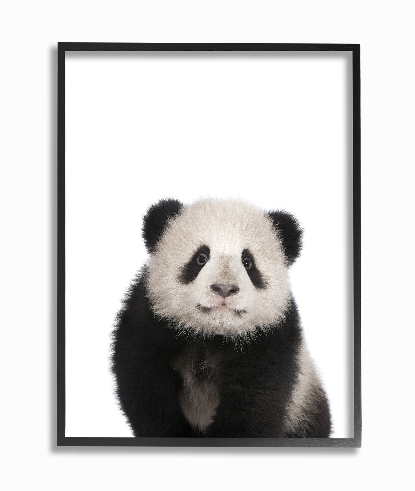 Animal studio. Панда на прозрачном фоне. Панда без фона. Панда в снегу. Яркие постеры Панда.
