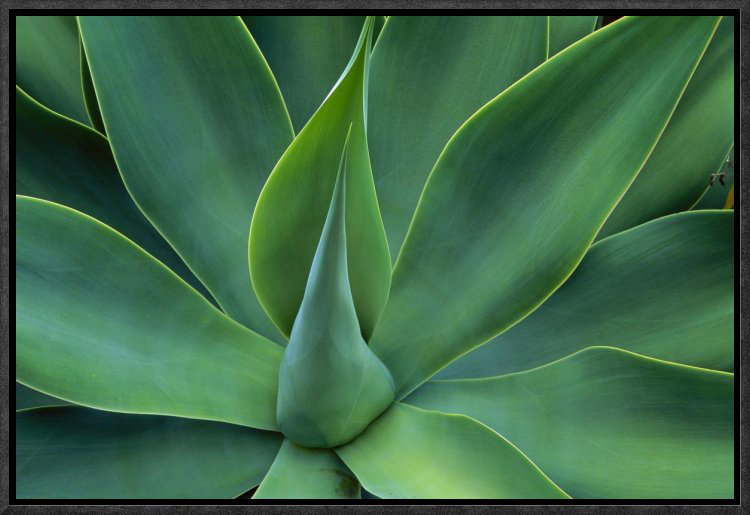 East Urban Home Fox Tail Agave Leaves Close Up Framed Photographic Print On Canvas Wayfair East Urban Home Fox Tail Agave Leaves Close Up Framed Photographic Print On Canvas Wayfair
