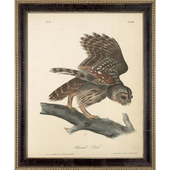La Pastiche Barred Owl Wrapped Canvas Painting Print On Canvas