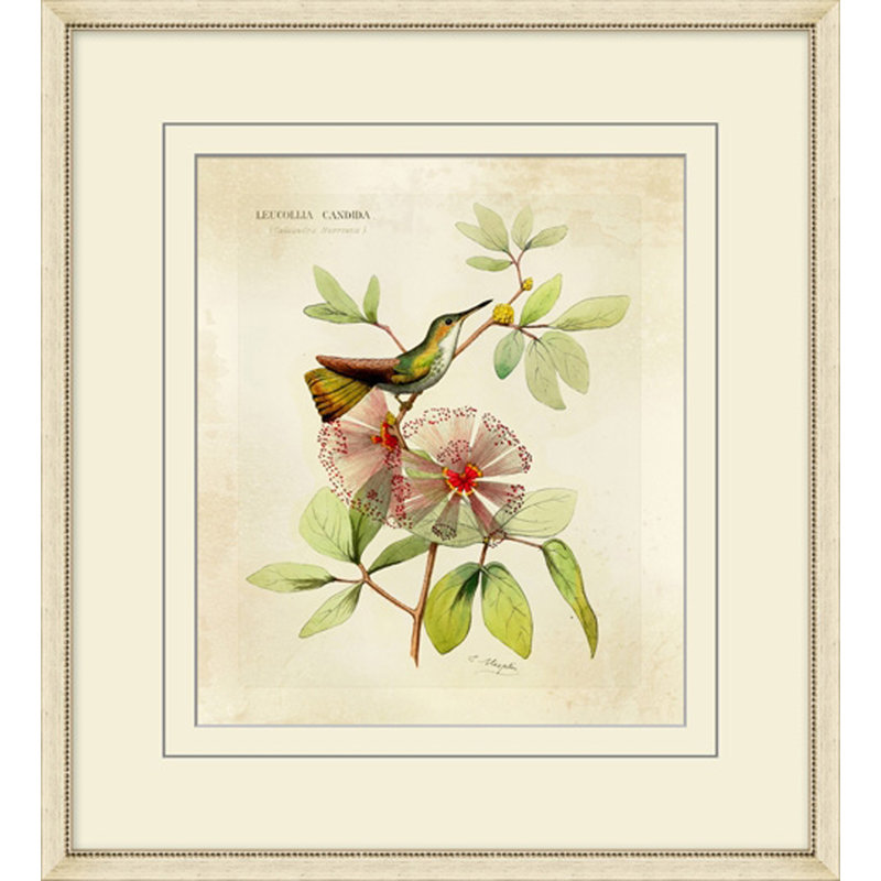 Providence Art Brilliant Hummingbird Collection 2 Picture Frame Print On Paper Perigold