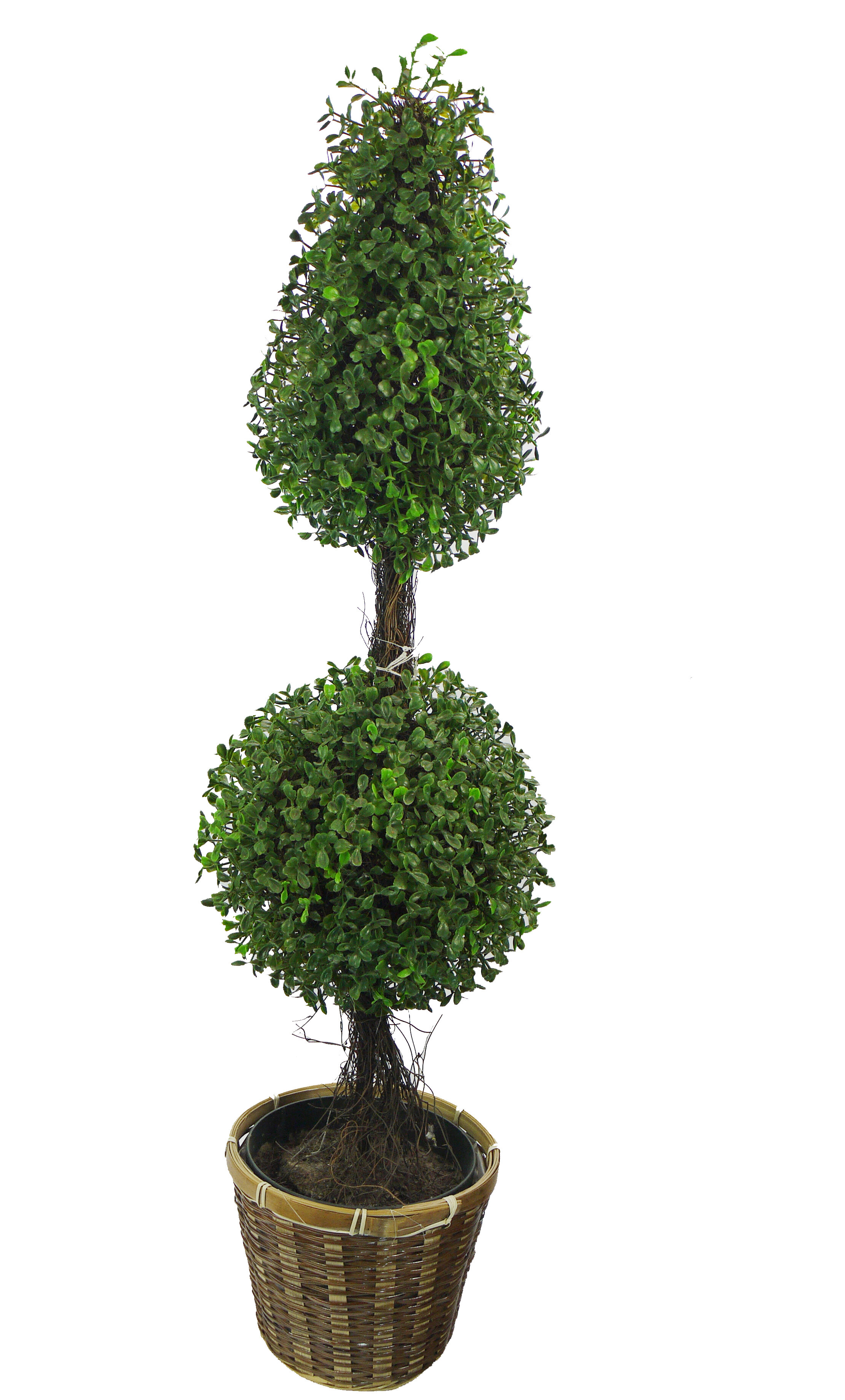 6/' Cone//Ball-Shaped Boxwood Topiary in Plastic Pot Tree plant Indoor Outdoor