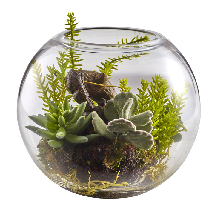 Charlton Home Mix Succulent Plant In Decorative Vase Reviews