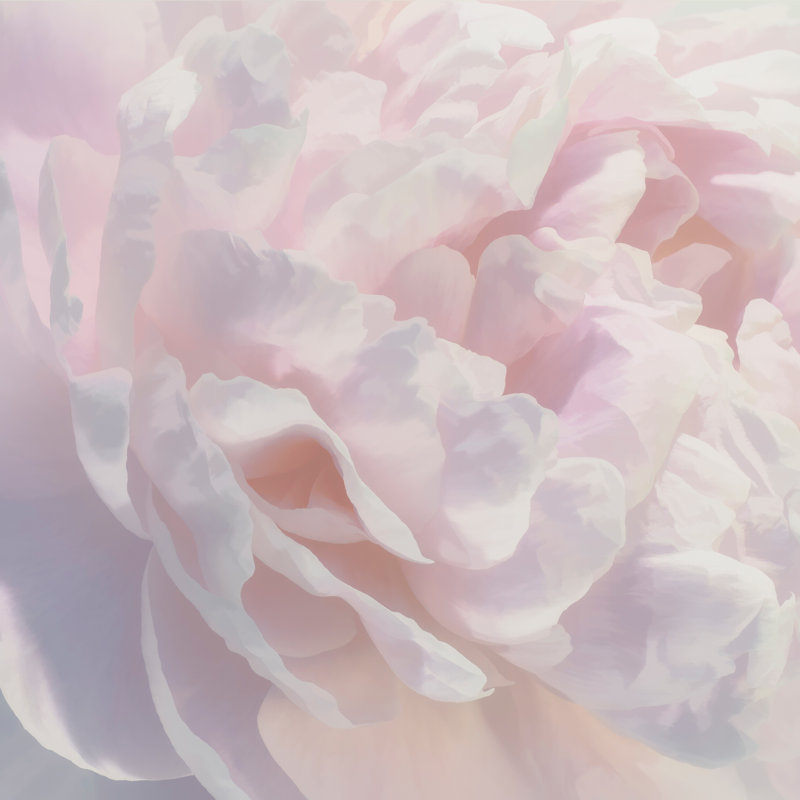 Breeda Peony Pink Blush I by David Pollard - Wrapped Canvas Print Size: 20" H x 20" W