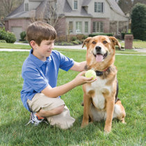 underground dog fence system