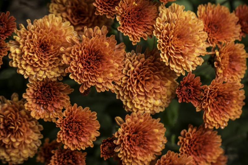orange fall mums on canvas by scottpaquette photograph size: 8" h x 12" w x 1.25" d