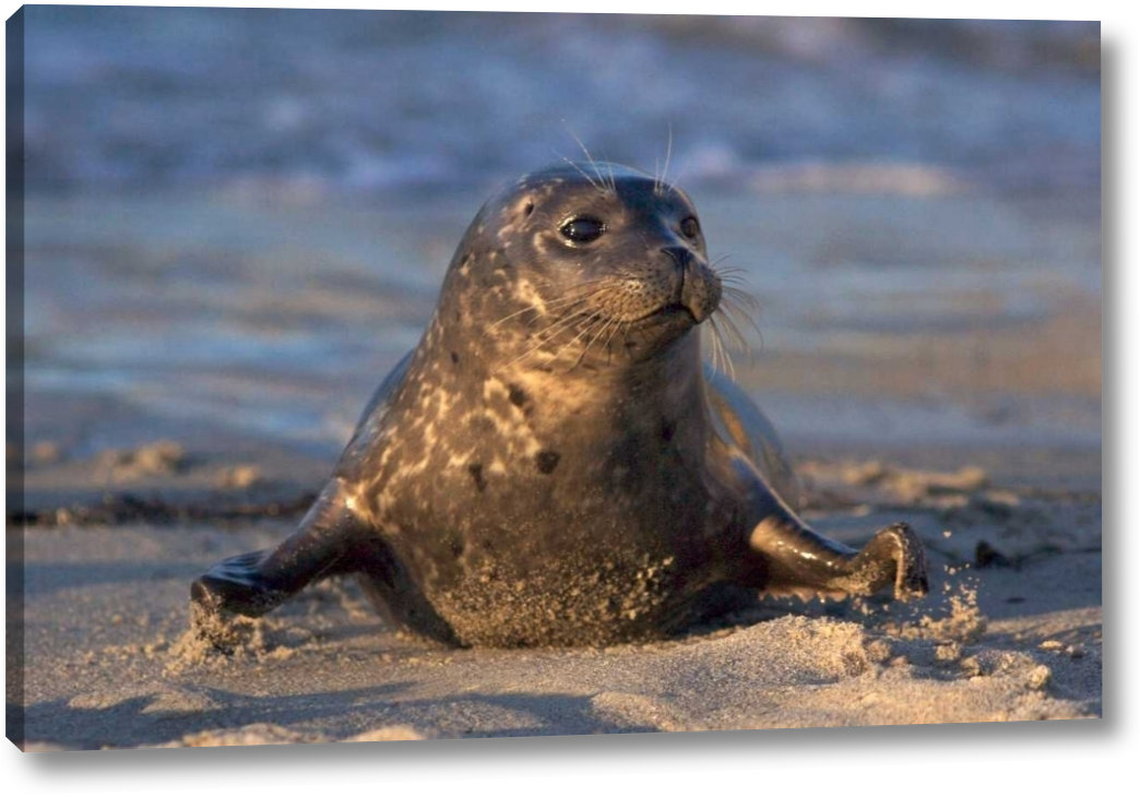 Highland Dunes CA, La Jolla A Baby Seal In Childrens Pool by Christopher Talbot Frank