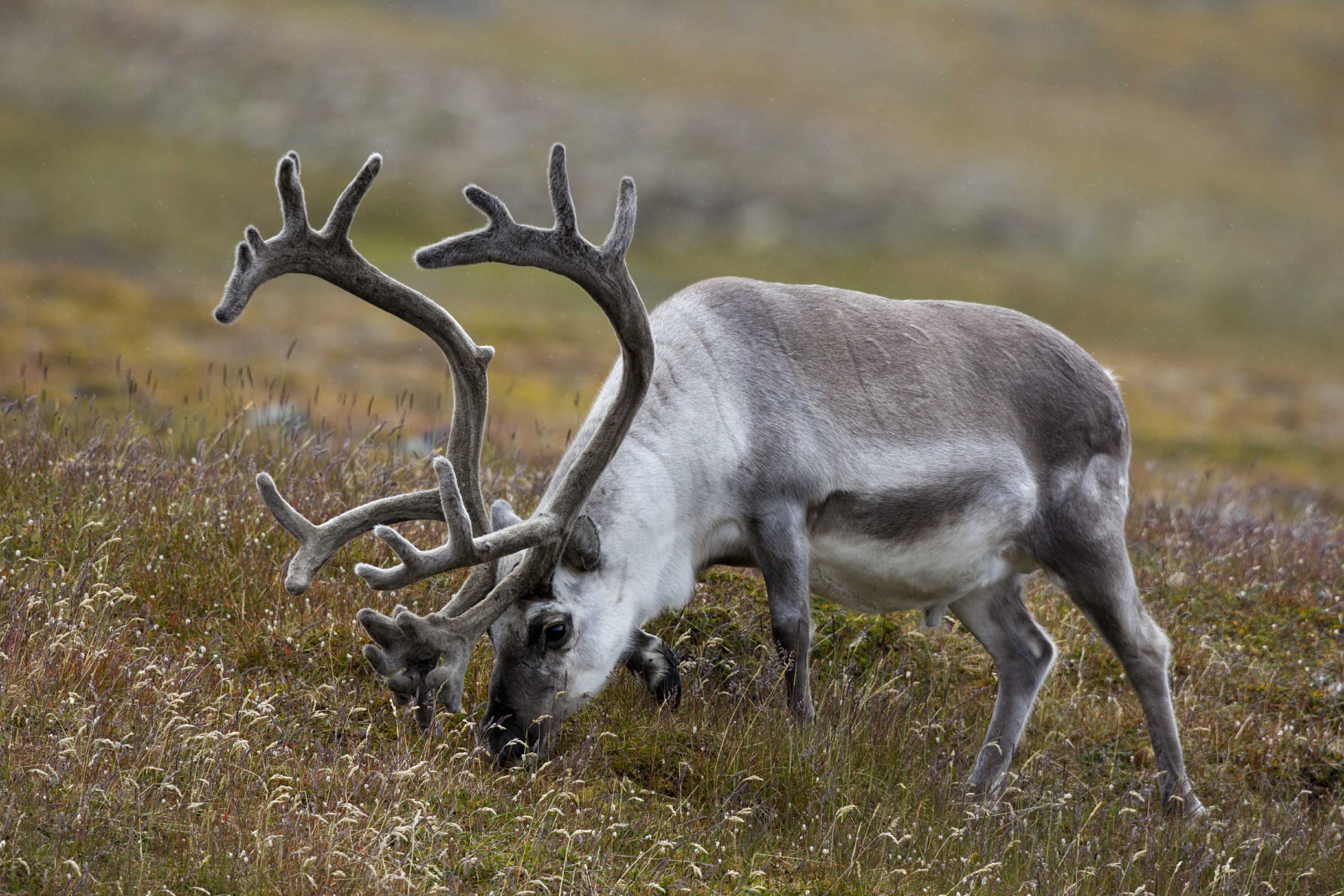 Millwood Pines Svalbard Reindeer by - Wrapped Canvas Photograph | Wayfair