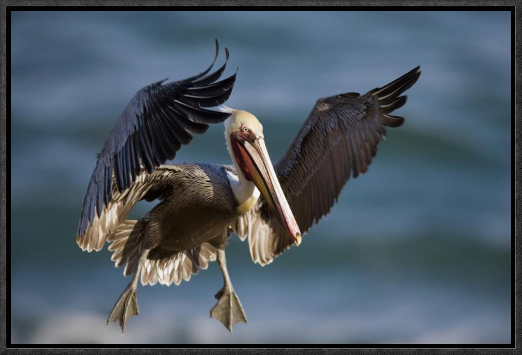 East Urban Home Brown Pelican Flying Framed Photographic Print On Canvas Wayfair