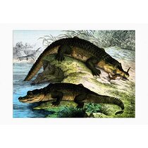 Crocodilia & Plantae vintage art reproduction by Buyenlarge One of many rare and wonderful images brought forward in time I hope they bring you pleasure each and every time you look at 