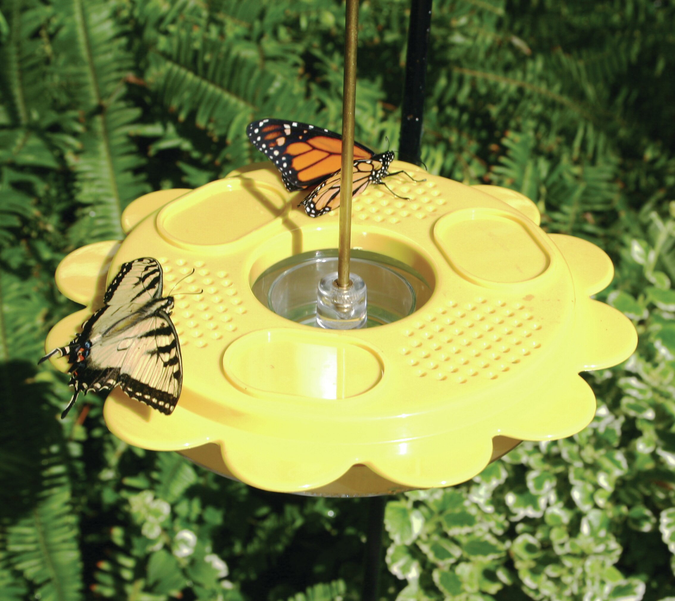 butterflies at hummingbird feeder