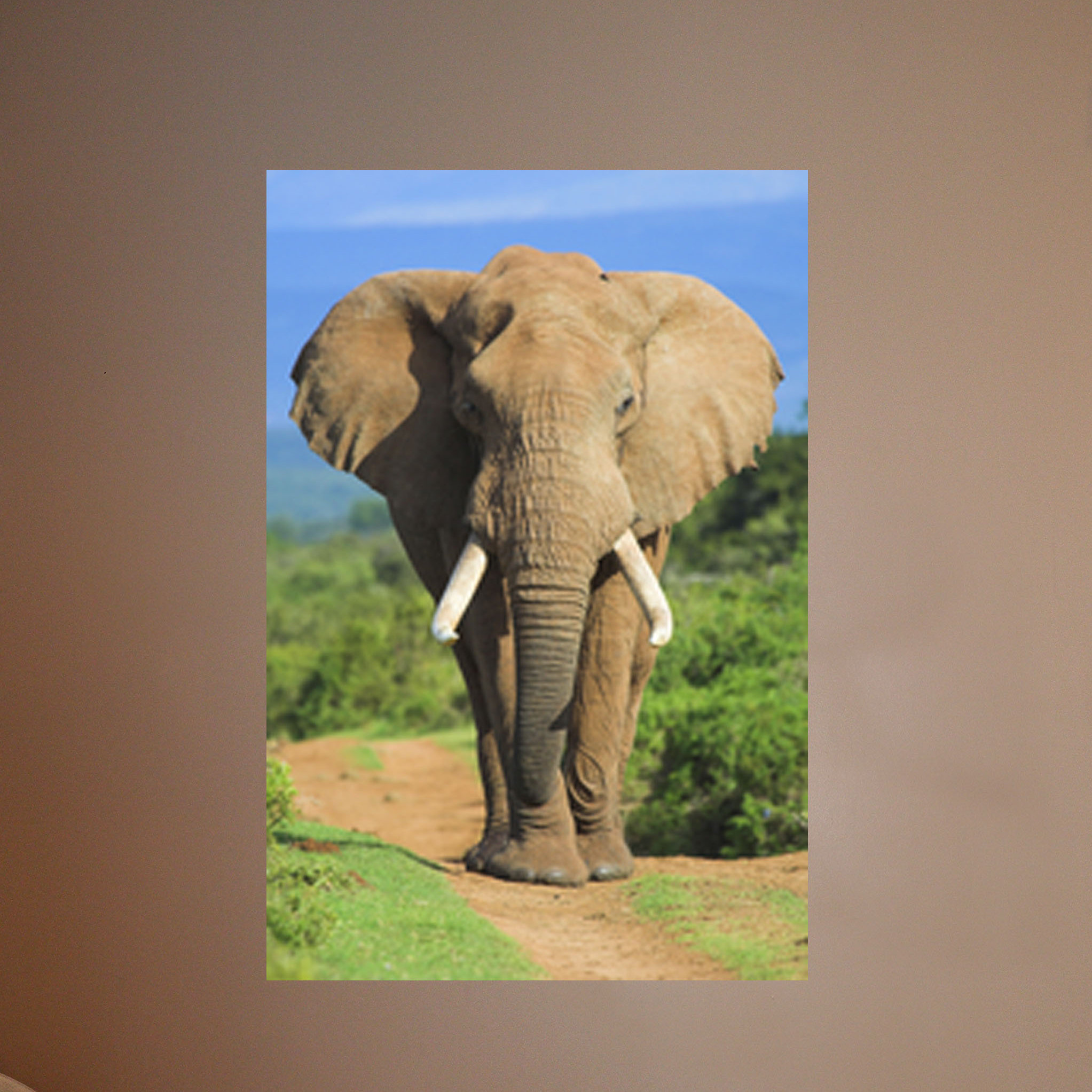 Wallhogs Elephant Ii Wall Mural Wayfair