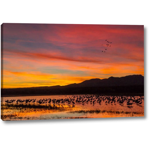 Winston Porter New Mexico Sandhill Cranes In Water At Sunset