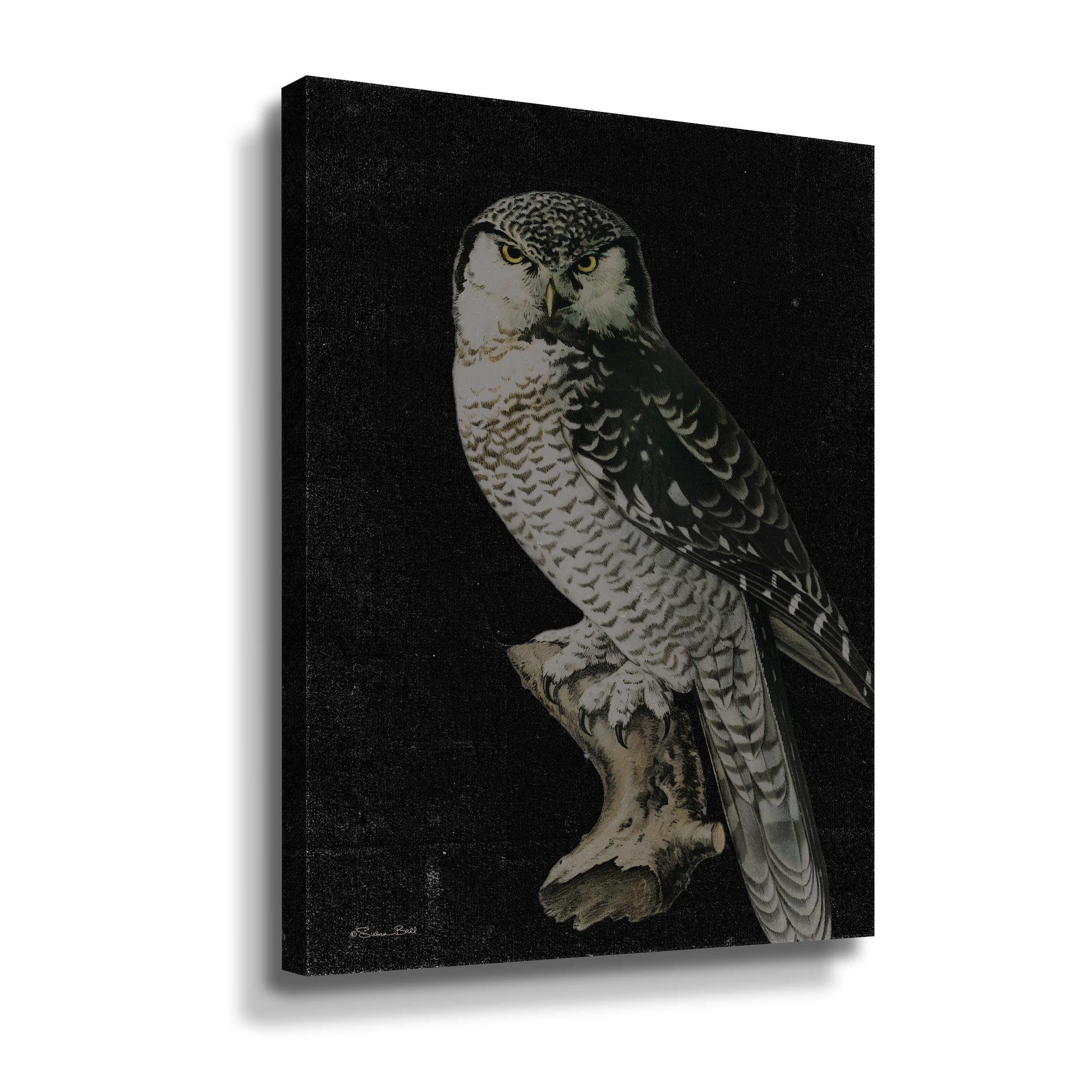 Millwood Pines Moody Owl by Photograph on Wayfair