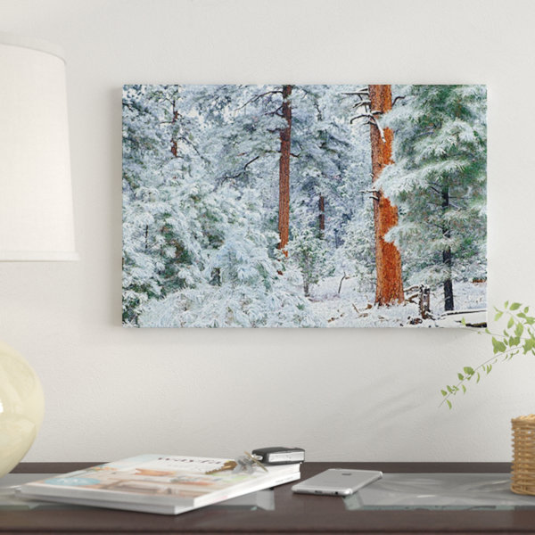 East Urban Home Ponderosa Pine Trees With Snow Grand Canyon