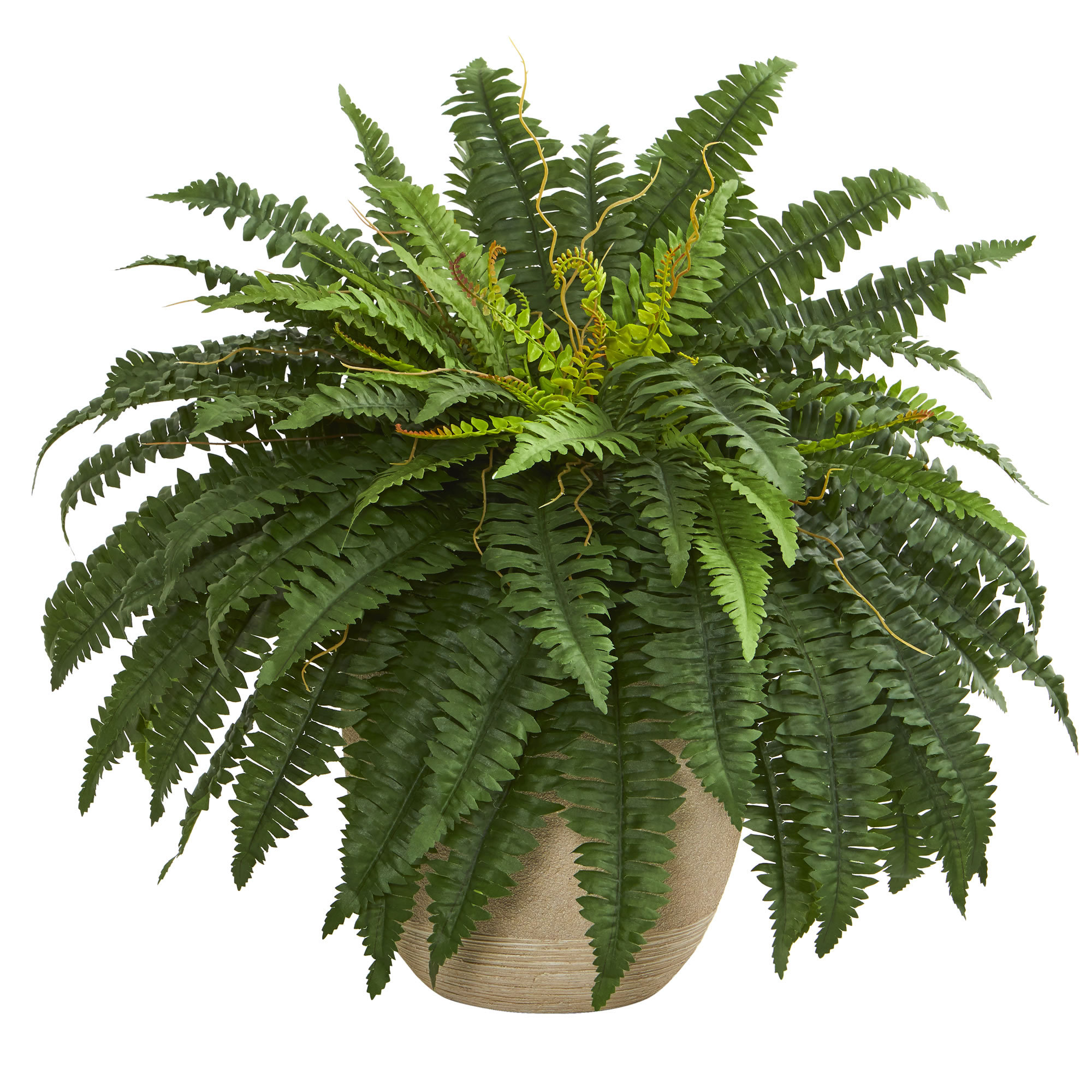 Williston Forge Boston Fern Desktop Foliage Plant In Pot Wayfair