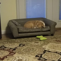 corina dog sofa