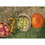 Thanksgiving Area Rugs You Ll Love In 2021 Wayfair