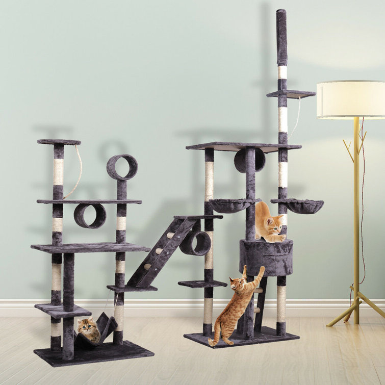 cat play gym