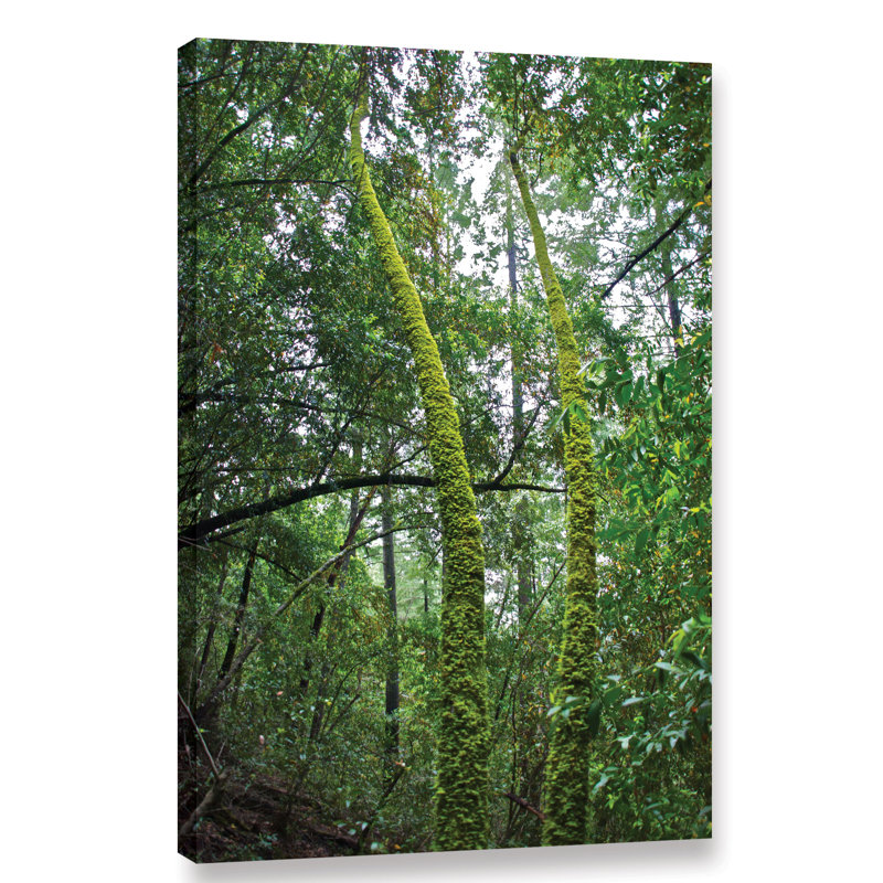 Millwood Pines Green Trees By Dan Wilson Wrapped Canvas Photograph Print Wayfair