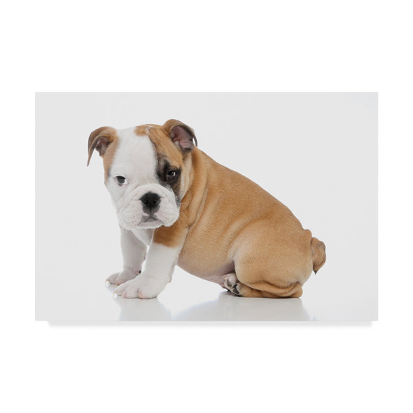 English Bulldog 10x15 FT Photo Backdrops,Polygonal Bulldog Design with Geometric Triangles Abstract Animal Drawing Background for Child Baby Shower Photo Vinyl Studio Prop Photobooth Photoshoot