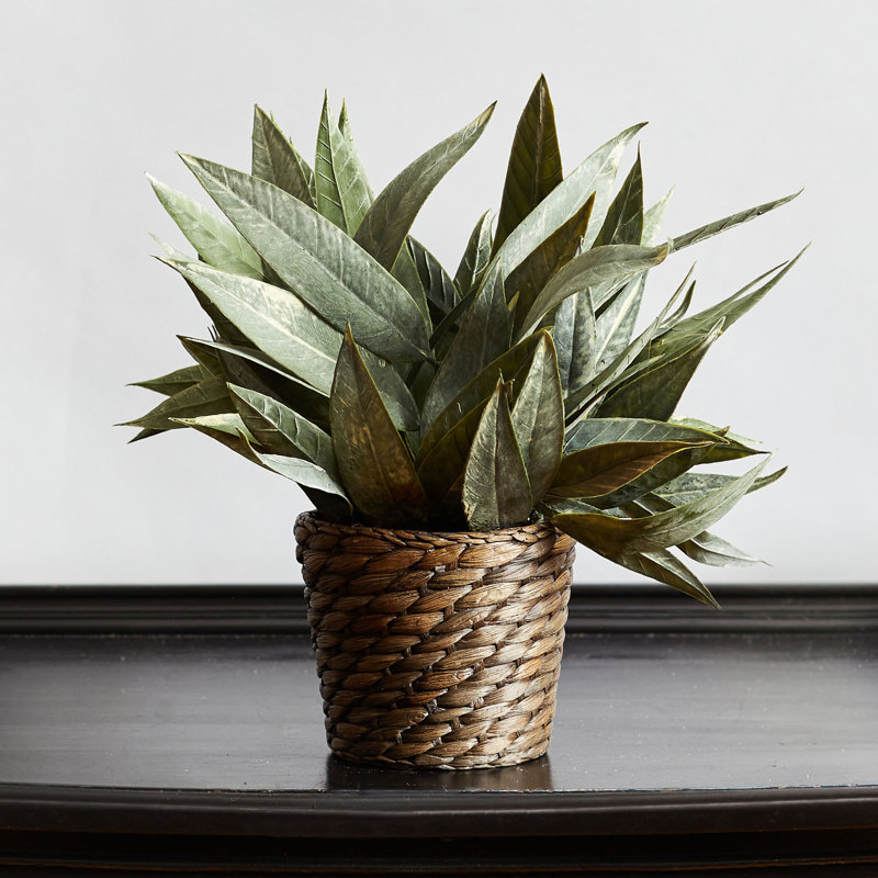 Breakwater Bay Real Touch Eucalyptus Plant in Basket Wayfair