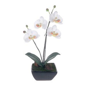 Phalaenopsis Centerpiece with Base