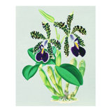 Orchids Evive Designs Wall Art You Ll Love In 2020 Wayfair