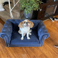 darlene dog sofa