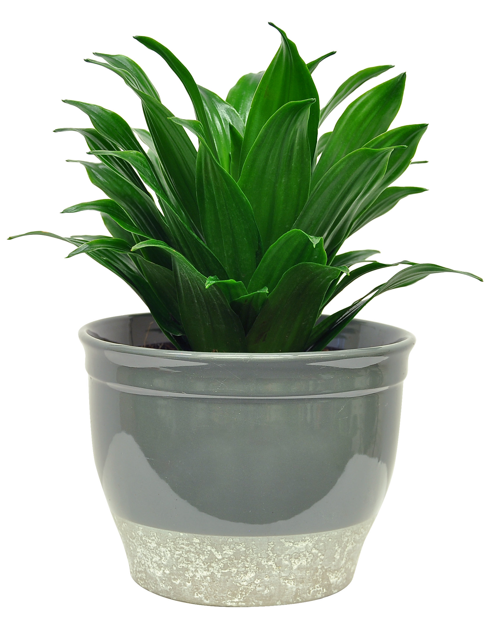 wayfair balcony planters on Costa Farms 16 Live Dracaena Plant In Planter Reviews Wayfair