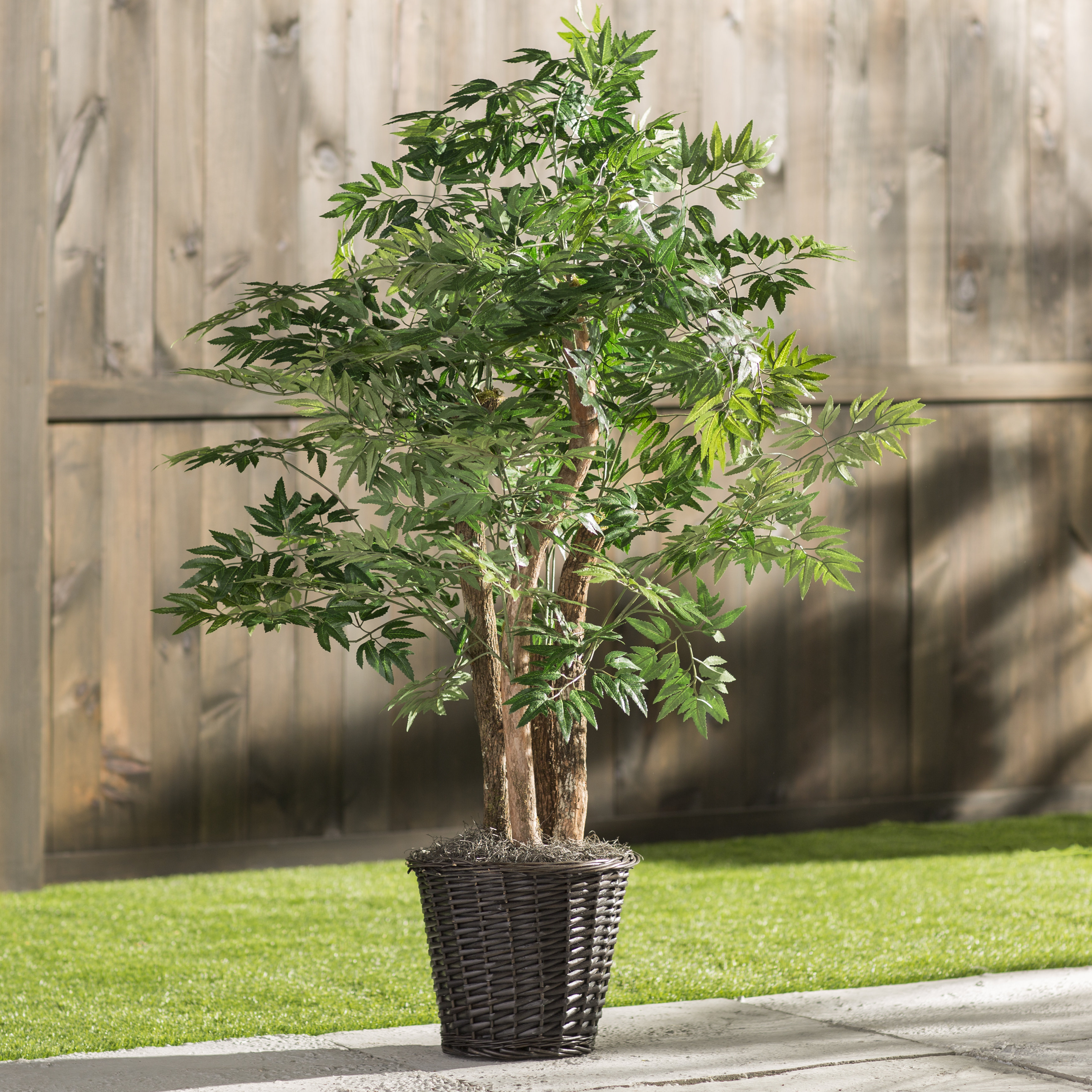 Kiddie Streasureams 30+ Trends Ideas Ming Aralia Bonsai Care