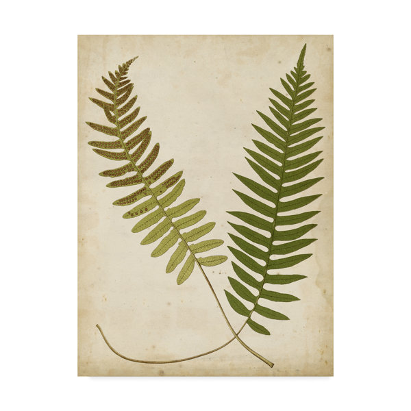 Gracie Oaks Fern Portfolio Iii Graphic Art Print On Wrapped Canvas Wayfair