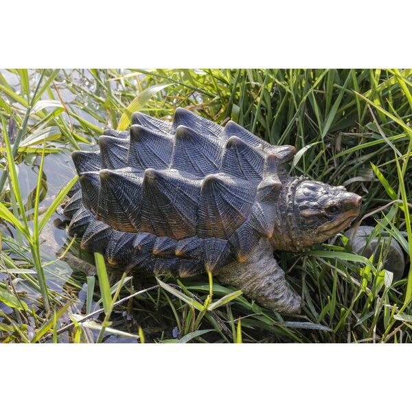 Detailed Box Turtle Statue Wooden Carving Reptile Figurine Cute Land Turtle 