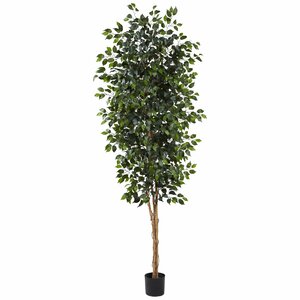 Ficus Tree in Pot