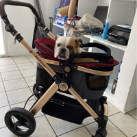 high quality cat collars