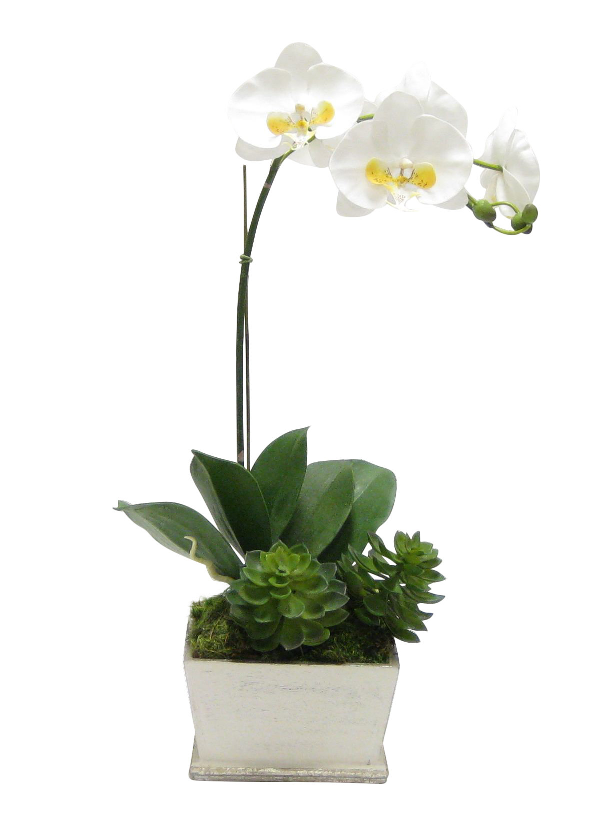 Bougainvillea Phalaenopsis Orchid Floral Arrangement In Planter Reviews Perigold