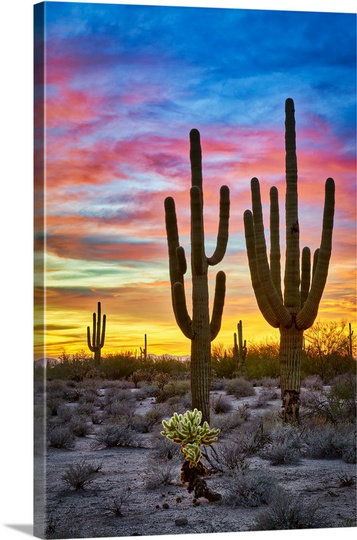 Matt Suess Photography Sunset In The Desert With Saguaro Cactus