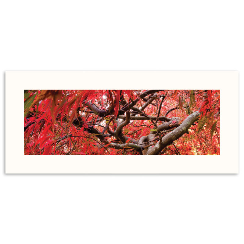 'Japanese Maple' Photographic Print