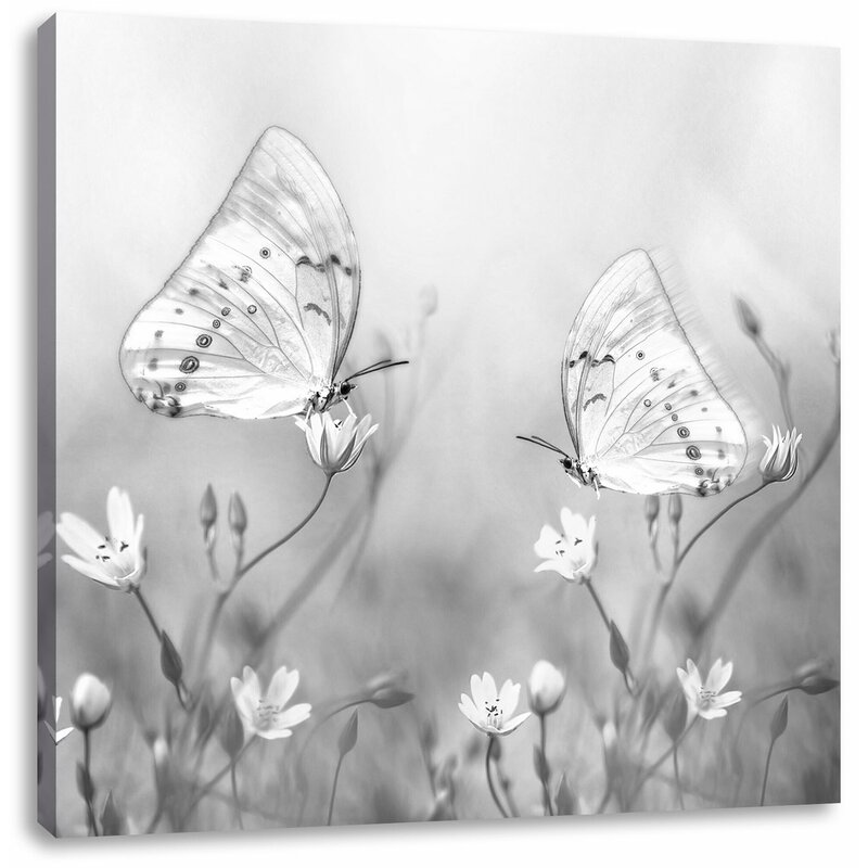 East Urban Home Leinwandbild Zwei Schone Weisse Schmetterling Auf Kleinen Blumen